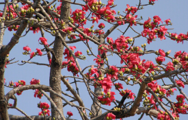 bombaxCeiba