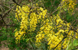 indianLaburnum