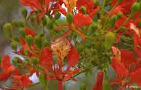 Delonix regia