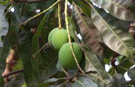 Mangifera indica