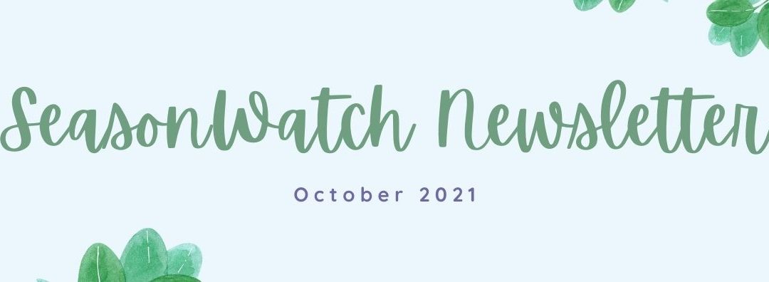 SeasonWatch News, October 2021
