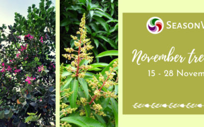 November Tree Festival – A report