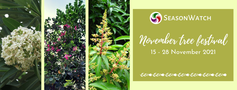 November Tree Festival – A report