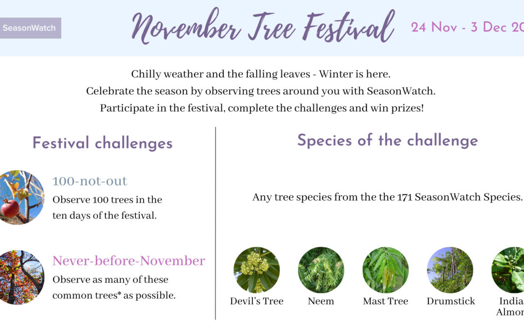 November Tree Festival 2023 – A Report