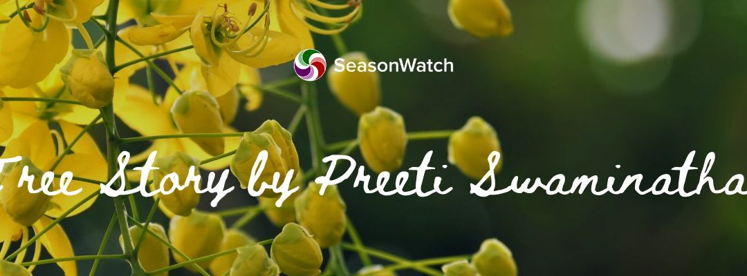 Amaltas: Golden Blooms, Gentle Echoes
