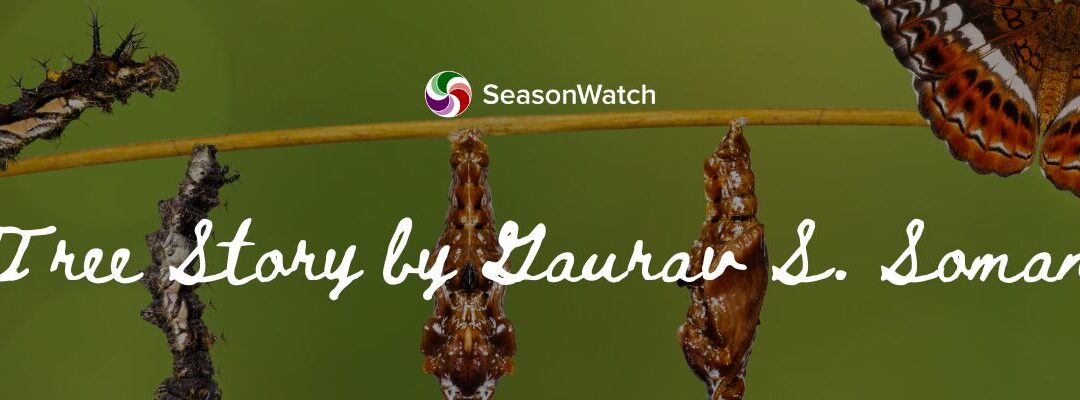 Monsoon Chronicles: One Tree, Two Insects, and a Few Unanswered Questions