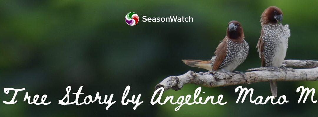 Musings from Pongam Tree