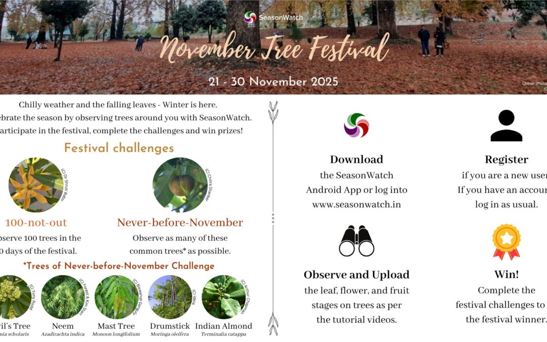 November Tree Festival 2025