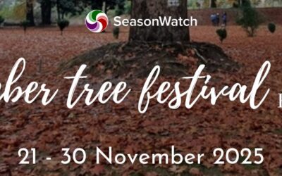 Tree-ing Like Never Before: A November Tree Festival 2025 Report